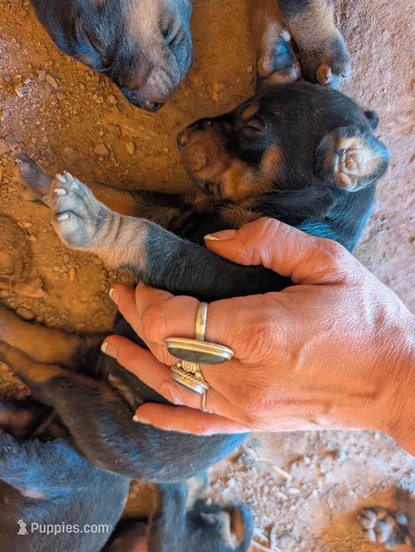 Nala – Doberman Pinscher puppy for sale in Show Low, AZ