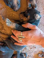 Nala, a female Doberman Pinscher for sale in Show Low, AZ – 1 of 3