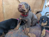 Simba, a male Doberman Pinscher for sale in Show Low, AZ – 2 of 6