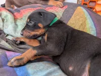 Yoda, a male Doberman Pinscher for sale in Show Low, AZ – 3 of 7
