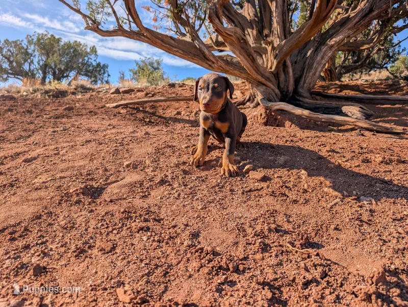 Simba – Doberman Pinscher puppy for sale in Show Low, AZ