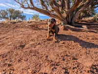 Simba, a male Doberman Pinscher for sale in Show Low, AZ – 1 of 9