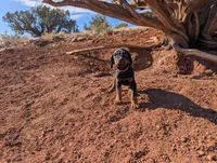 Nala, a female Doberman Pinscher for sale in Show Low, AZ – 2 of 8