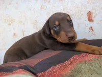 Teddy, a male Doberman Pinscher for sale in Show Low, AZ – 2 of 6