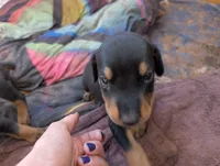 Luna, a female Doberman Pinscher for sale in Show Low, AZ – 3 of 7