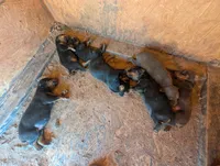 Grogu, a male Doberman Pinscher for sale in Show Low, AZ – 7 of 7