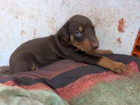 Teddy, a male Doberman Pinscher for sale in Show Low, AZ – 3 of 6