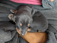 Neo, a male Doberman Pinscher for sale in Show Low, AZ – Photo 4 of 6