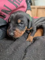 Neo, a male Doberman Pinscher for sale in Show Low, AZ – Photo 1 of 6