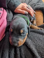 Neo, a male Doberman Pinscher for sale in Show Low, AZ – Photo 6 of 6