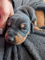 Neo, a male Doberman Pinscher for sale in Show Low, AZ – Photo 5 of 6