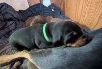 Neo, a male Doberman Pinscher for sale in Show Low, AZ – Photo 3 of 6