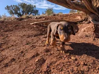Simba, a male Doberman Pinscher for sale in Show Low, AZ – 2 of 9