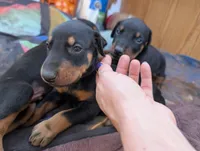 Nala, a female Doberman Pinscher for sale in Show Low, AZ – 5 of 8