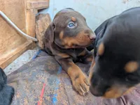 Simba, a male Doberman Pinscher for sale in Show Low, AZ – 1 of 6