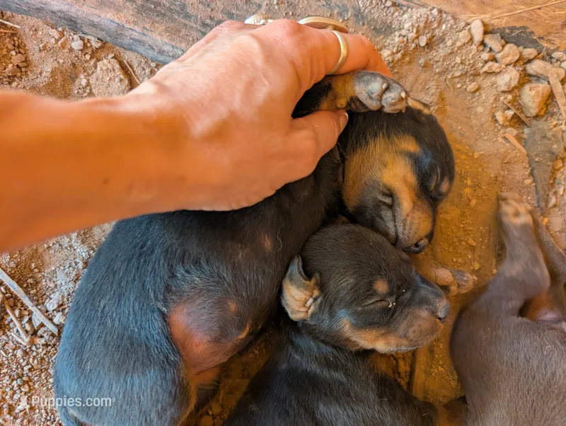 Luna – Doberman Pinscher puppy for sale in Show Low, AZ