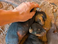 Luna, a female Doberman Pinscher for sale in Show Low, AZ – 1 of 3
