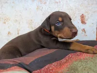 Teddy, a male Doberman Pinscher for sale in Show Low, AZ – 1 of 6