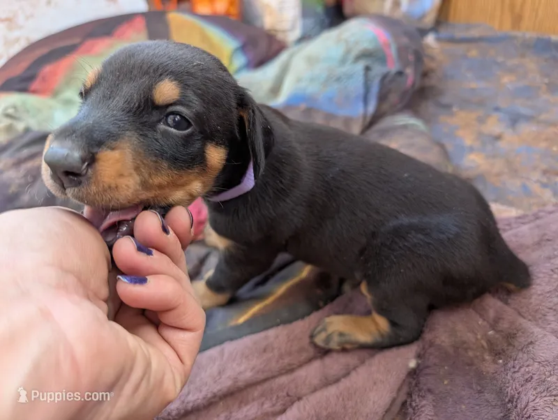 Luna – Doberman Pinscher puppy for sale in Show Low, AZ