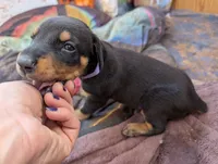 Luna, a female Doberman Pinscher for sale in Show Low, AZ – 2 of 7