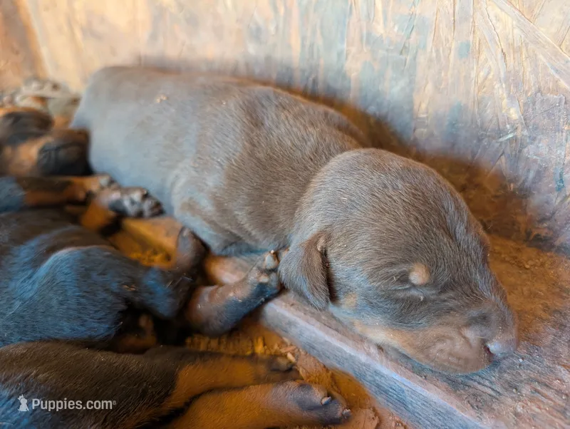 Teddy – Doberman Pinscher puppy for sale in Show Low, AZ