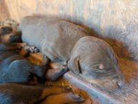 Teddy, a male Doberman Pinscher for sale in Show Low, AZ – 1 of 3