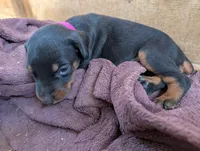 Jasmine, a female Doberman Pinscher for sale in Show Low, AZ – 4 of 7