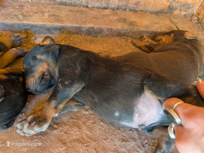 Grogu – Doberman Pinscher puppy for sale in Show Low, AZ