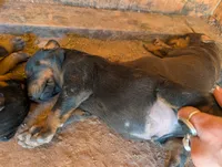 Grogu, a male Doberman Pinscher for sale in Show Low, AZ – 5 of 7
