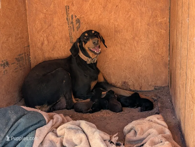 Grogu – Doberman Pinscher puppy for sale in Show Low, AZ