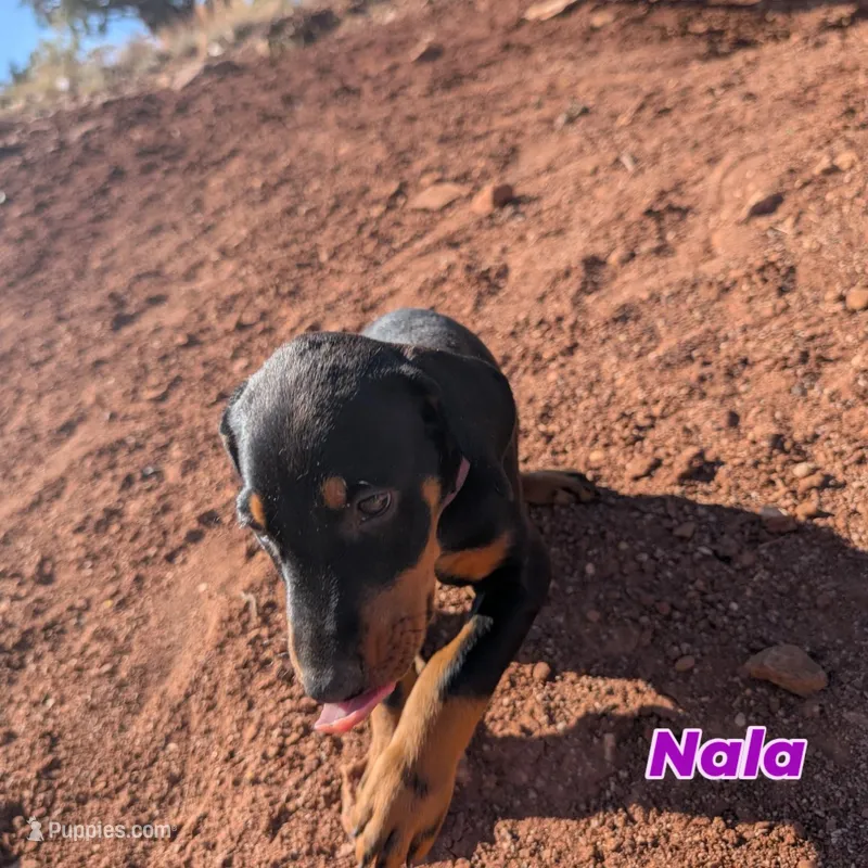Nala – Doberman Pinscher puppy for sale in Show Low, AZ
