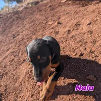 Nala, a female Doberman Pinscher for sale in Show Low, AZ – 1 of 8