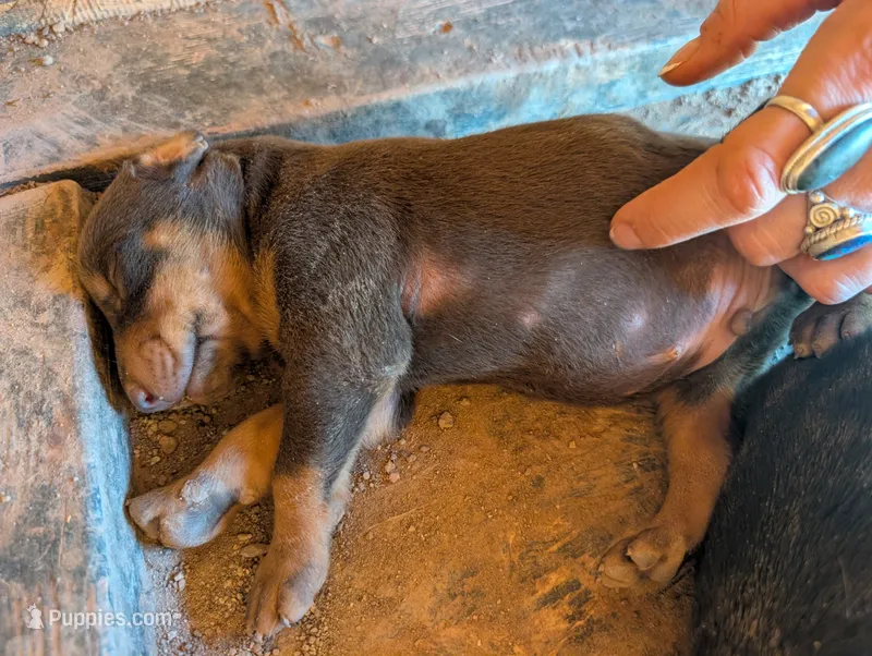 Simba – Doberman Pinscher puppy for sale in Show Low, AZ