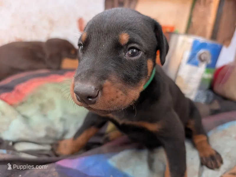 Yoda – Doberman Pinscher puppy for sale in Show Low, AZ