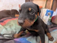 Yoda, a male Doberman Pinscher for sale in Show Low, AZ – 2 of 7