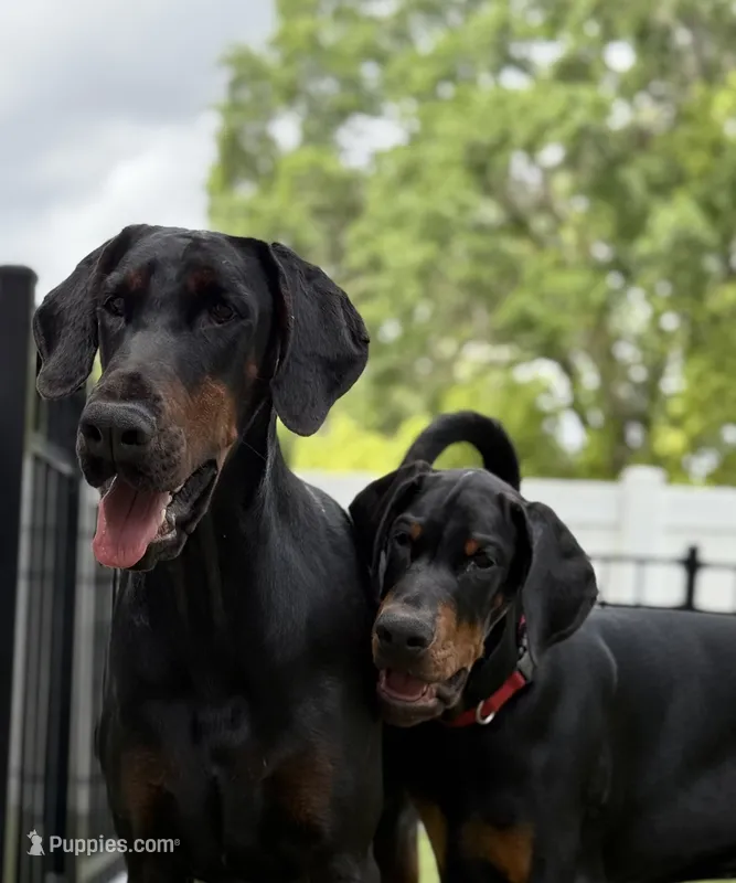 European Doberman puppies – Doberman Pinscher puppy for sale in Orlando, FL