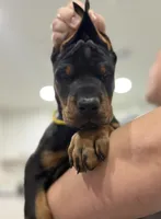 European Doberman puppies, a  Doberman Pinscher for sale in Orlando, FL – 5 of 5