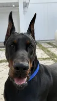 European Doberman puppies, a  Doberman Pinscher for sale in Orlando, FL – 2 of 4