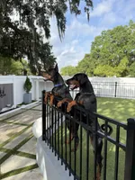 European Doberman puppies, a  Doberman Pinscher for sale in Orlando, FL – 3 of 4