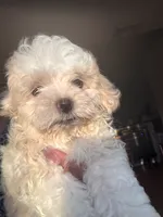 Snowy, a female Shihpoo for sale in Vero Beach, FL – 1 of 1
