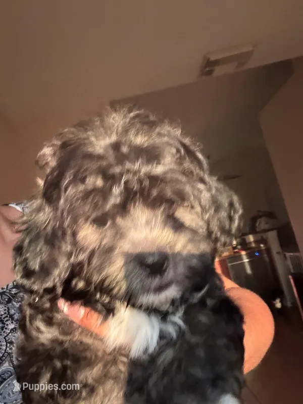 Lucy – Shihpoo puppy for sale in Vero Beach, FL