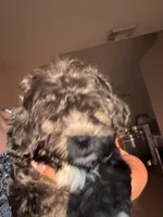 Lucy, a female Shihpoo for sale in Vero Beach, FL – 1 of 1