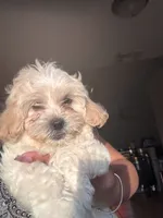 Snowball, a female Shihpoo for sale in Vero Beach, FL – 1 of 1