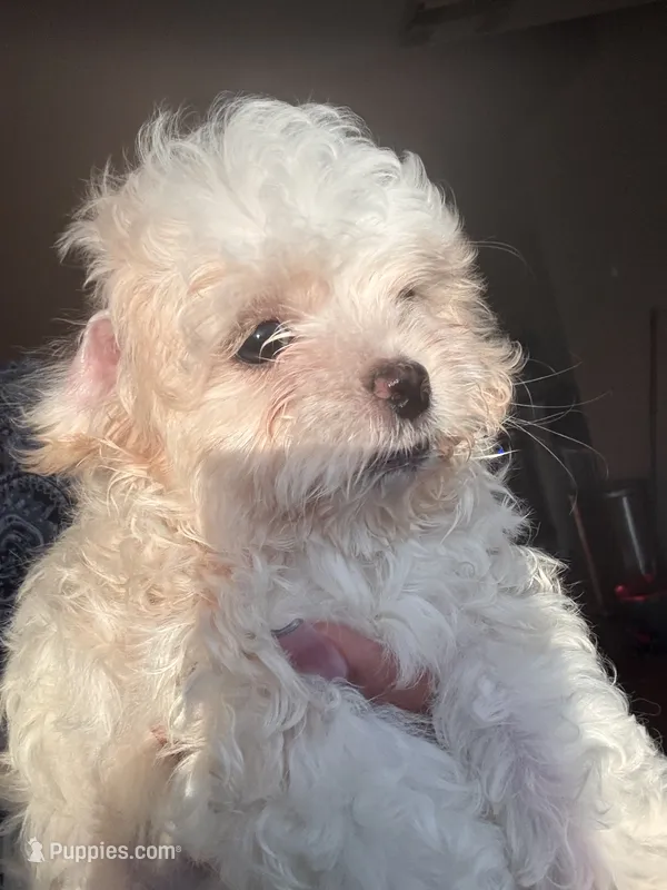 Charm – Shihpoo puppy for sale in Vero Beach, FL