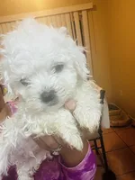 processed/86ff8a11-4ccb-4e45-8fd6-b2d1b1d3cc20/listing/996e2c1d-018b-4871-83c1-a97722e58182/d10d54c5-7c73-4fff-ae46-84a5c5a16b72