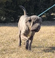 Oberyn, a male Neapolitan Mastiff for sale in Cairo, MO – 2 of 2