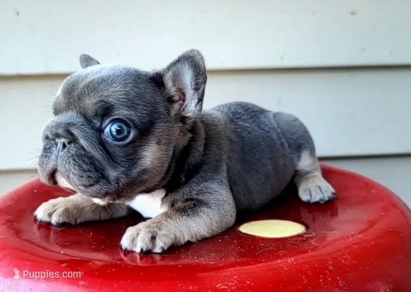 Louise Bb, intx2, pinkx1, dd, ayat – French Bulldog puppy for sale in Cairo, MO