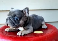 Louise Bb, intx2, pinkx1, dd, ayat, a female French Bulldog for sale in Cairo, MO – 5 of 10