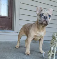 Jareth, a male French Bulldog for sale in Cairo, MO – 2 of 4