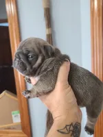 Louise, a female French Bulldog for sale in Cairo, MO – 2 of 4